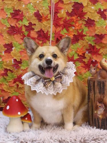 20241130イーブイちゃん